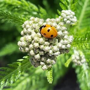 Plant image Achillea filipendulina