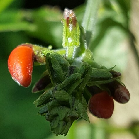 Phaseolus coccineus 'Enorma'