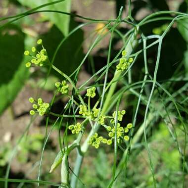 Foeniculum vulgare 'Giant Bronze' syn. Ferula 'Giant Bronze', Ferula communis 'Giant Bronze'