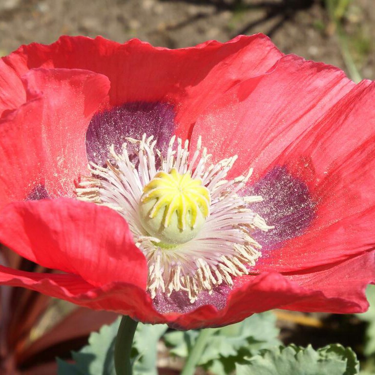 Papaver somniferum