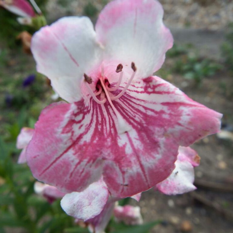 plant image 24119