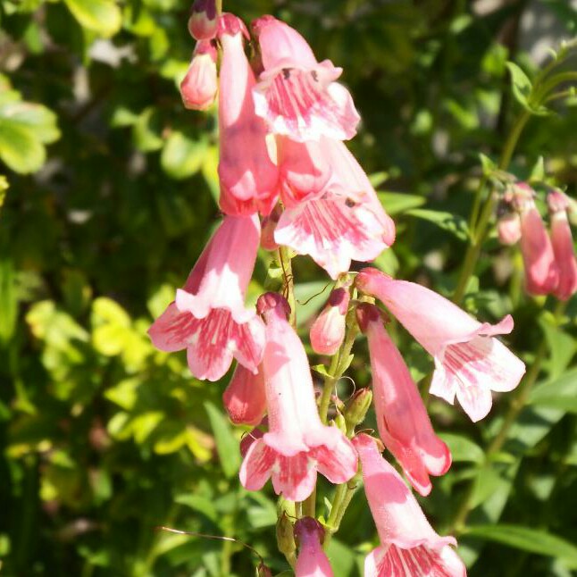 Plant image Penstemon 'Hidcote Pink'