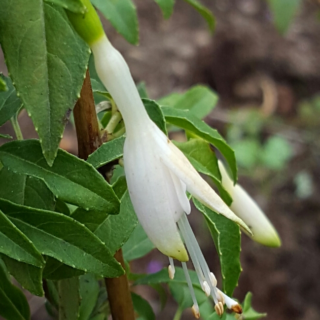 Plant image Fuchsia 'Hawkshead'