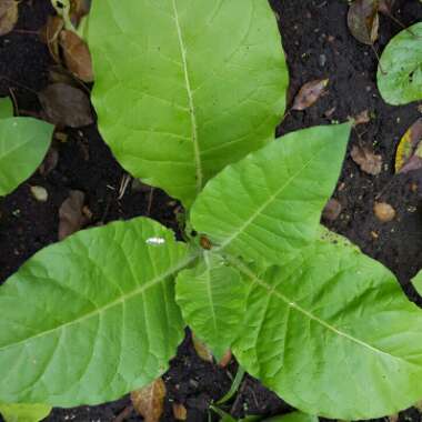 Nicotiana