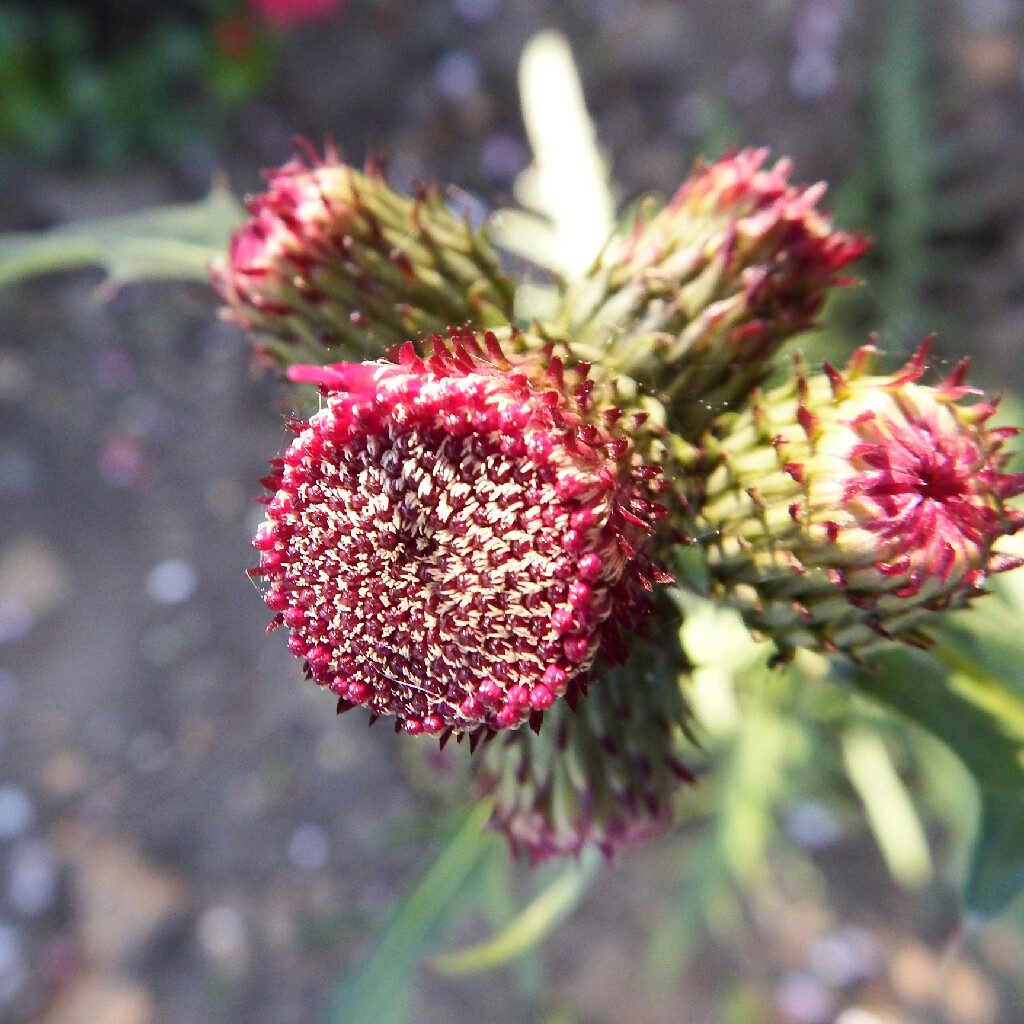 plant image 26204