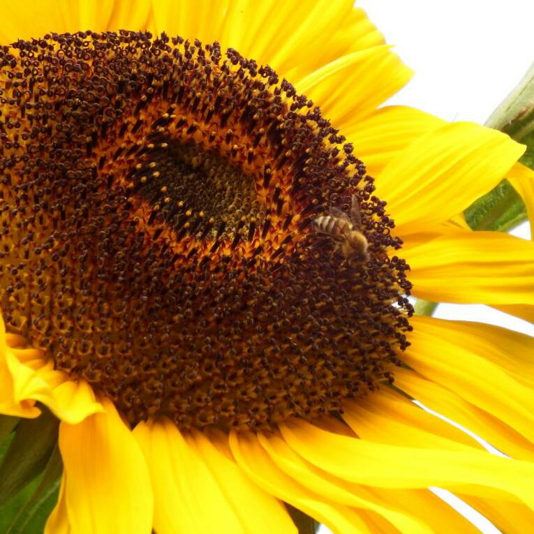 Helianthus annuus