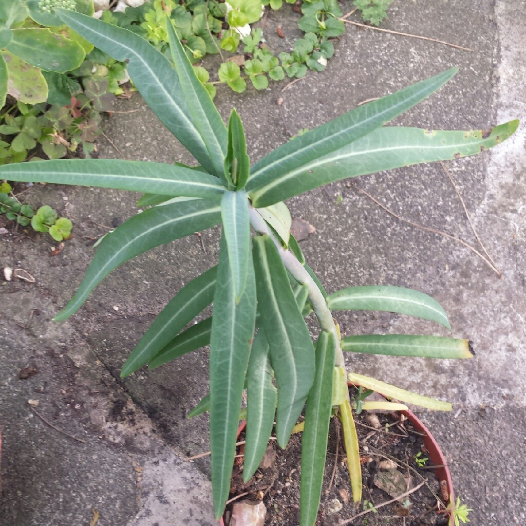 Plant image Euphorbia lathyris