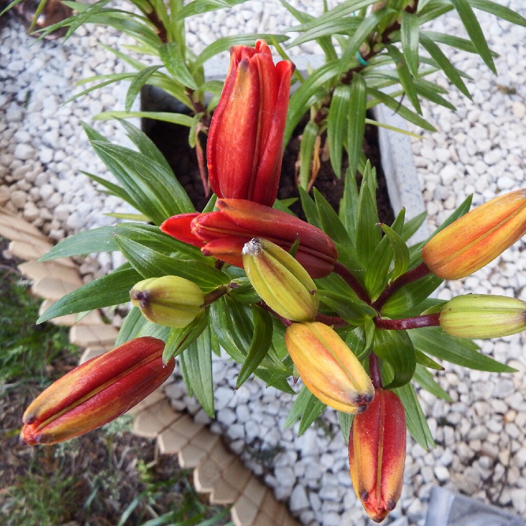 Hemerocallis 'Catherine Woodbery'