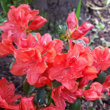 Rhododendron 'Scarlet Wonder'