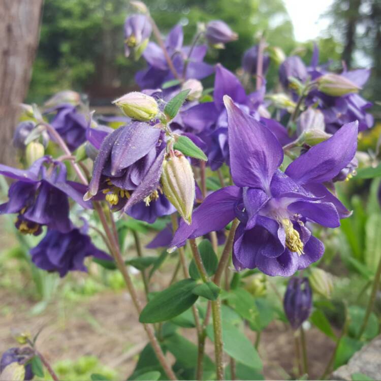 Plant image Aquilegia alpina