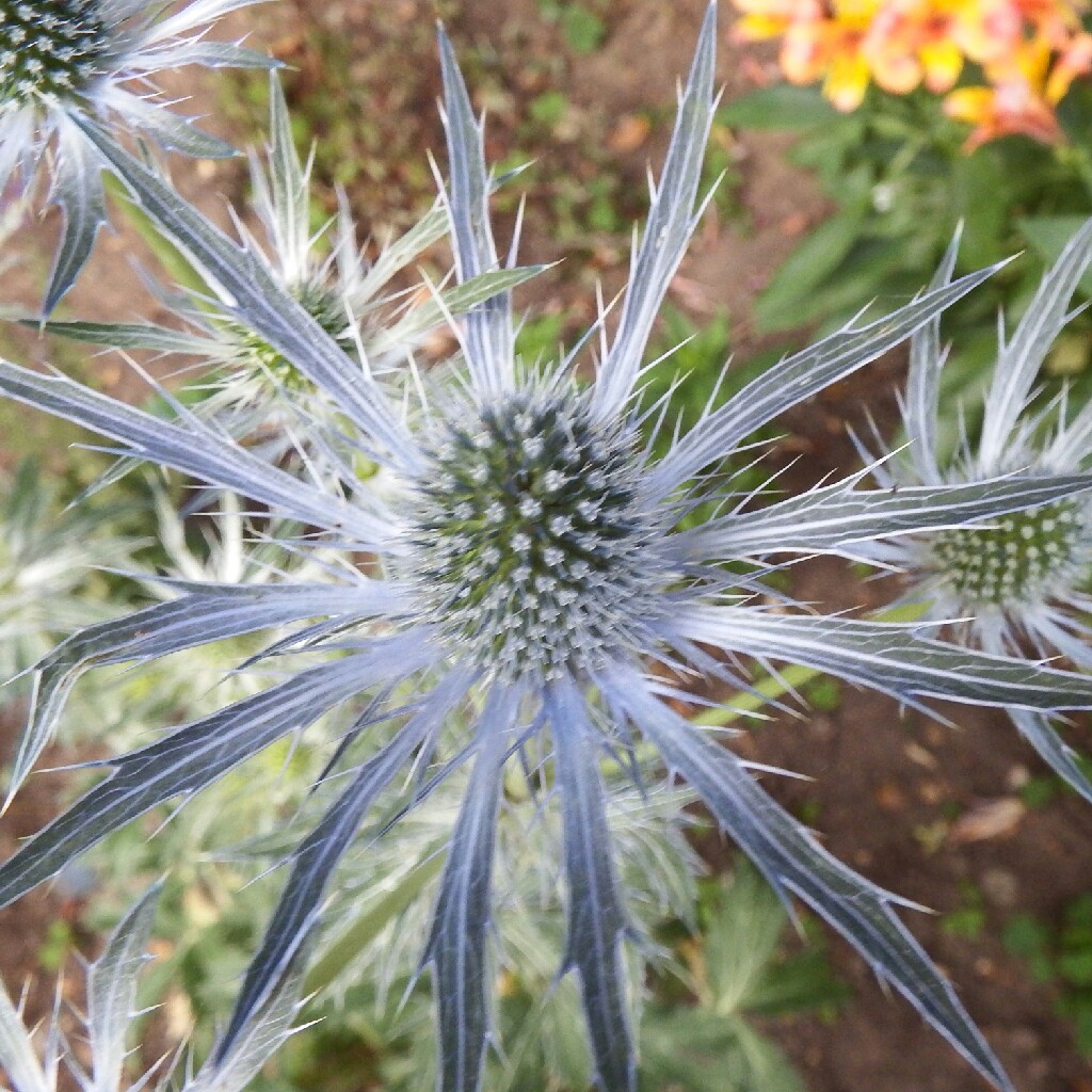 Plant image Eryngium alpinum 'Superbum'