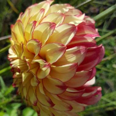 Dahlia