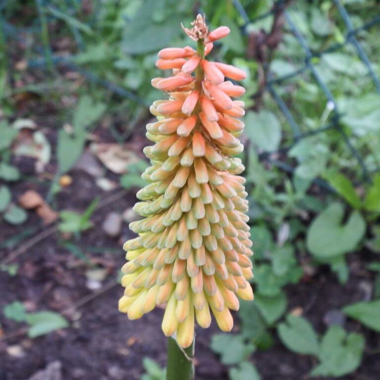 Kniphofia 'Royal Standard'