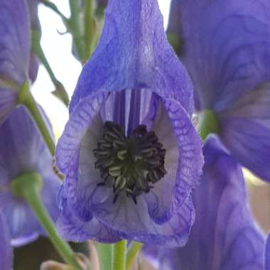 Delphinium 'Aurora Deep purple'