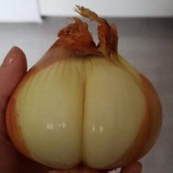 Onion 'Hercules'