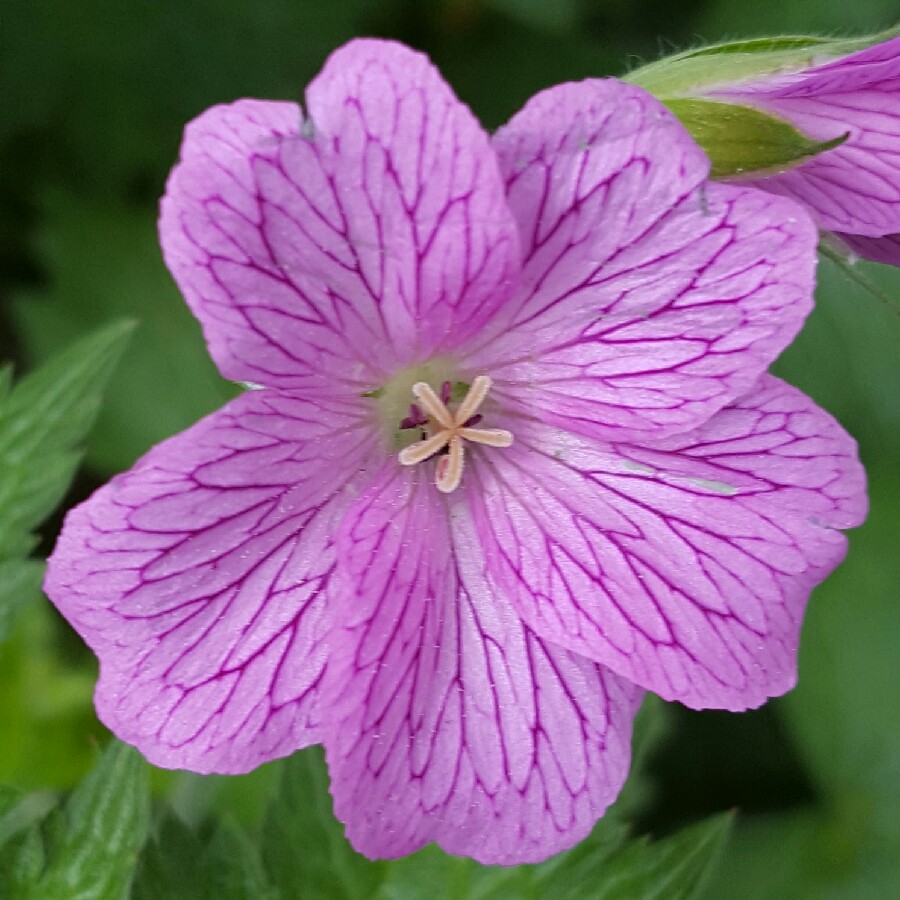 Pelargonium