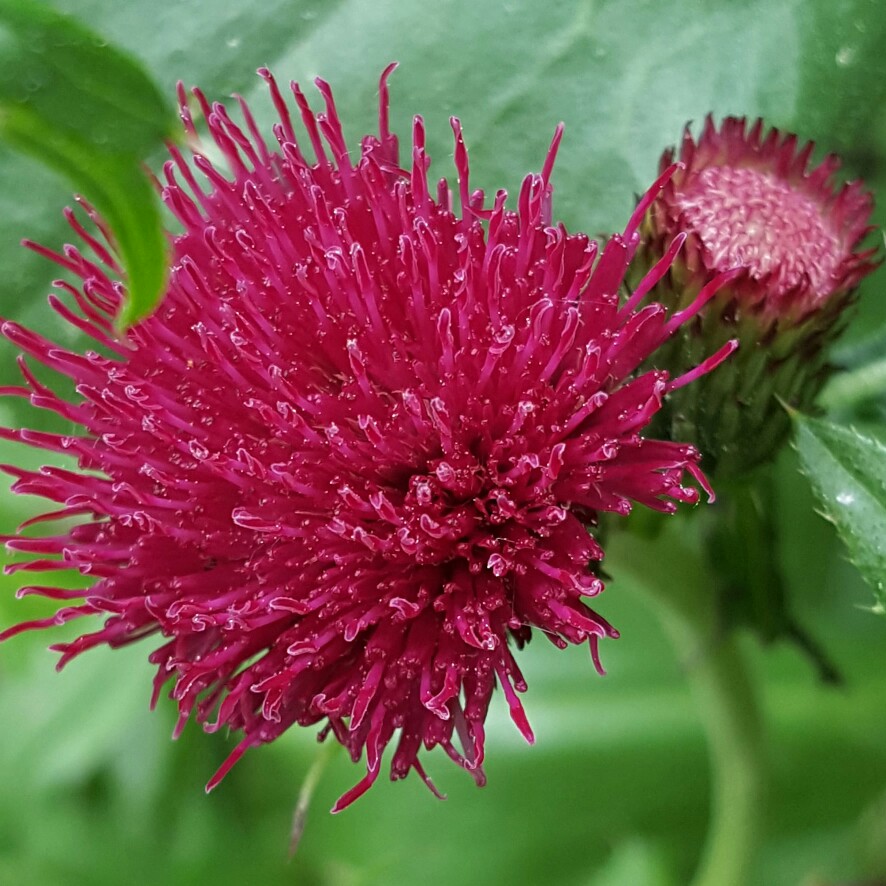 Cirsium arvense