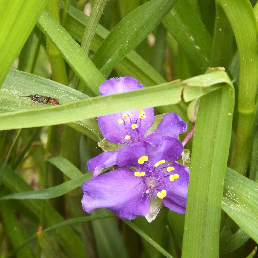 plant image 99288