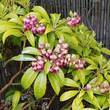 Pieris japonica 'Passion'