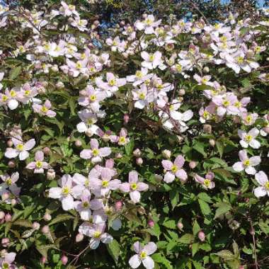 Clematis montana 'Rubens'