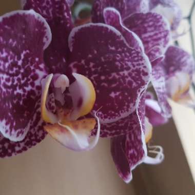 Phalaenopsis Miniature Purple and White