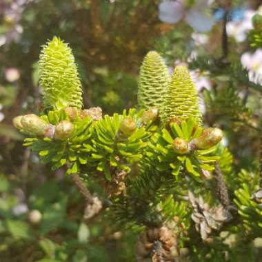 Abies koreana