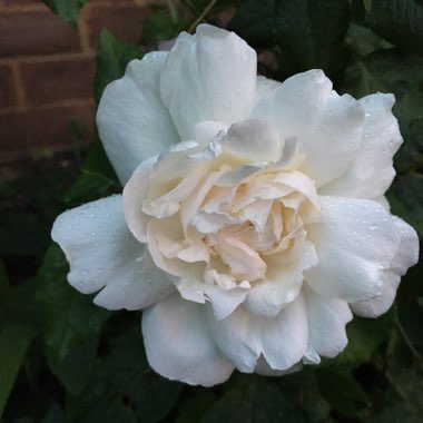 Rose 'Madame Alfred Carrière' (Noisette)