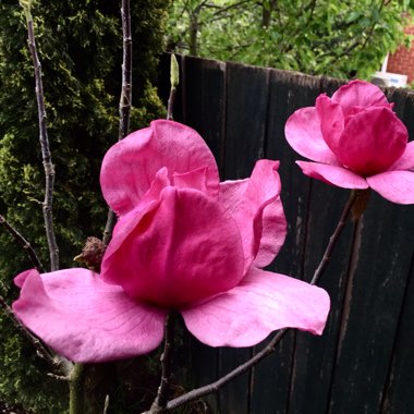 Magnolia 'Felix Jury'