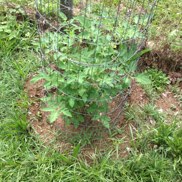 Plant image Solanum lycopersicum 'Better Boy'