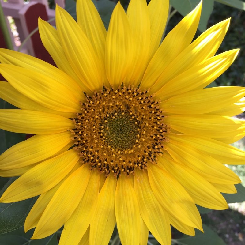 Helianthus annuus