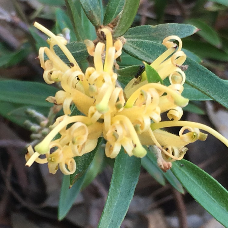 Plant image Grevillea victoriae X G juniperina Prostrate