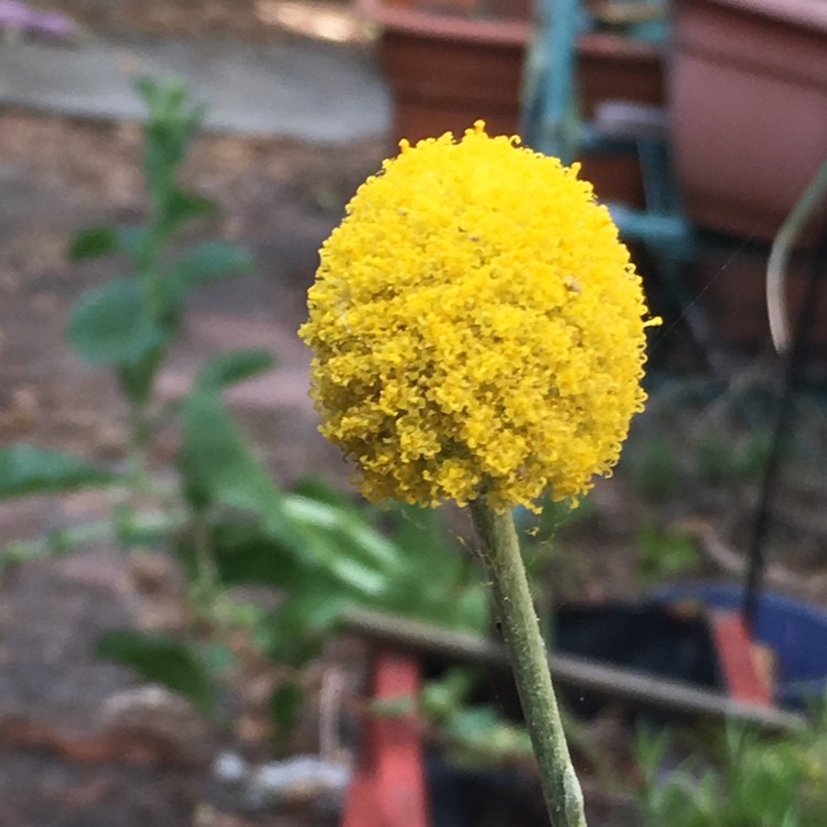 Plant image Craspedia Globosa syn. Pycnosorus globosus