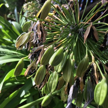 Agapanthus 'Blue Peter'