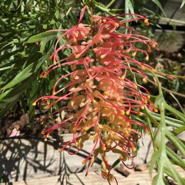 Grevillea victoriae X G juniperina Prostrate