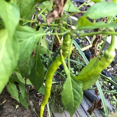 Capsicum Annuum 'Biker Billy '