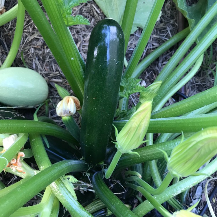 Plant image Cucurbita Pepo var. Cylindrica 'All Green Bush'