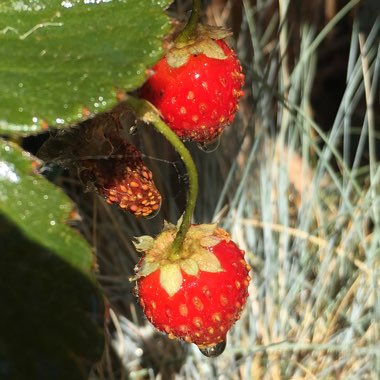 Fragaria x ananassa