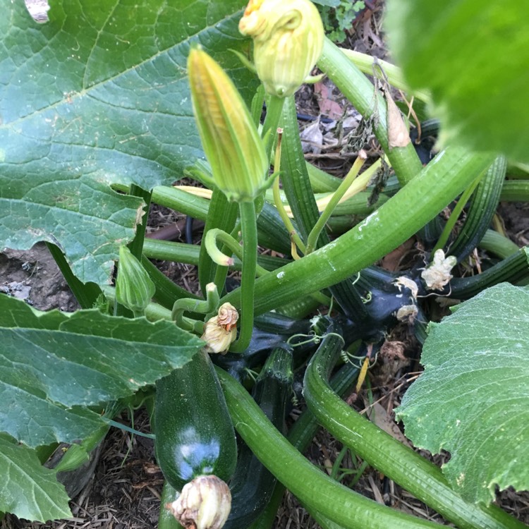 Plant image Cucurbita Pepo var. Cylindrica 'All Green Bush'