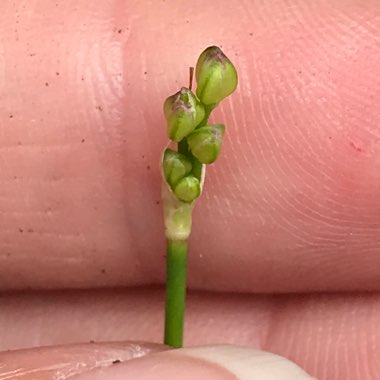 Allium (Species) Thunberg Chive