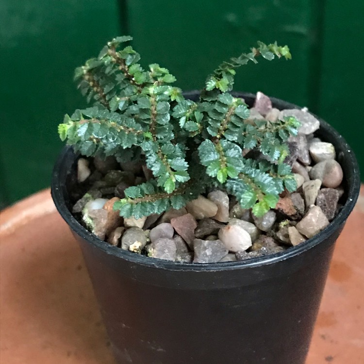 Plant image Ulmus parvifolia (Bonsai)