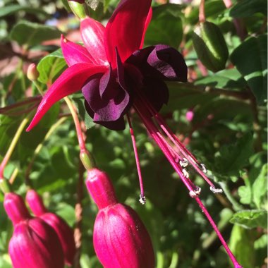 Fuchsia 'Blacky'