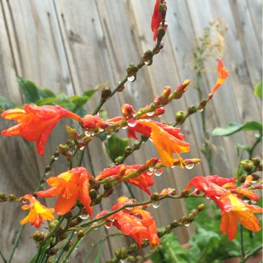 Crocosmia