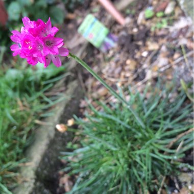 Armeria maritima