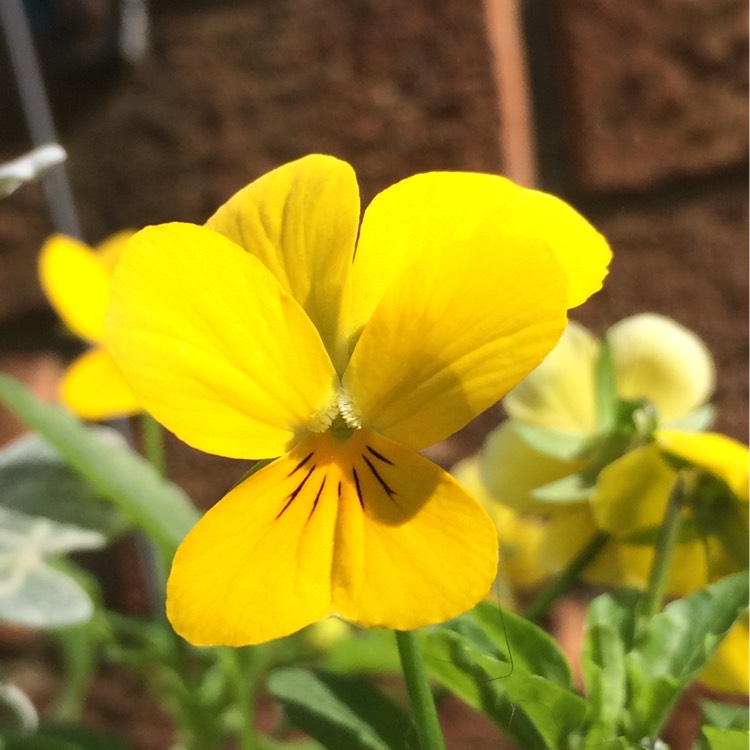 Plant image Viola x wittrockiana 'Panola yellow'