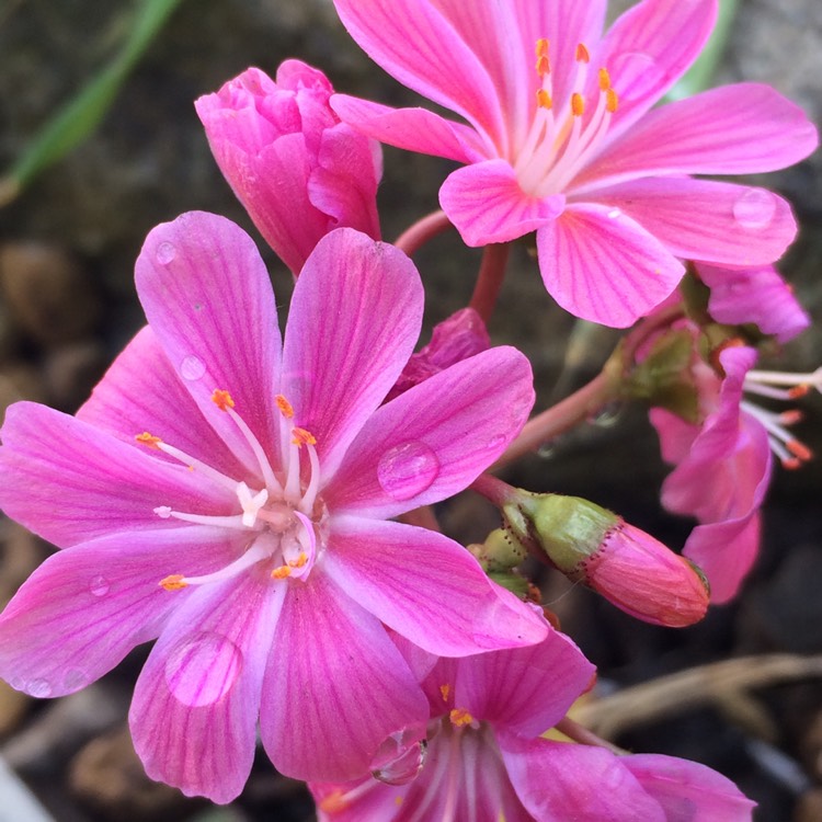 Plant image Lewisia Cotyledon 'Beckneri'