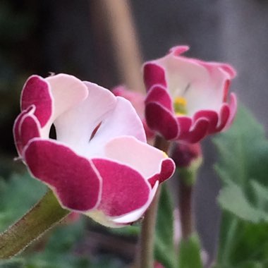 Zaluzianskya ovata 'Star Balsam'