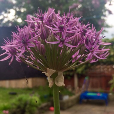 Allium