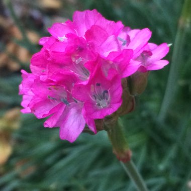 Armeria maritima