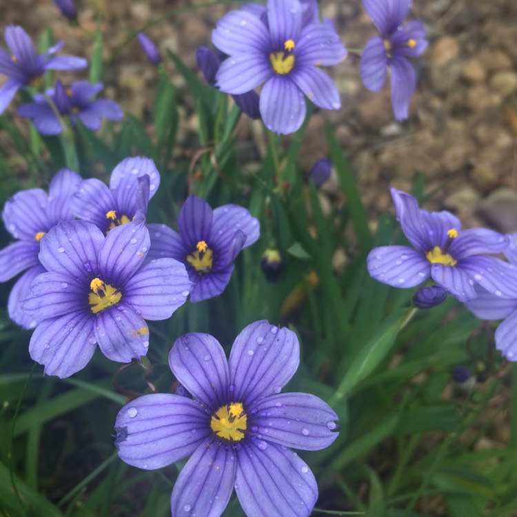 Plant image Sisyrinchium