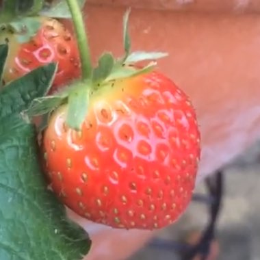 Fragaria x ananassa 'Elsanta'